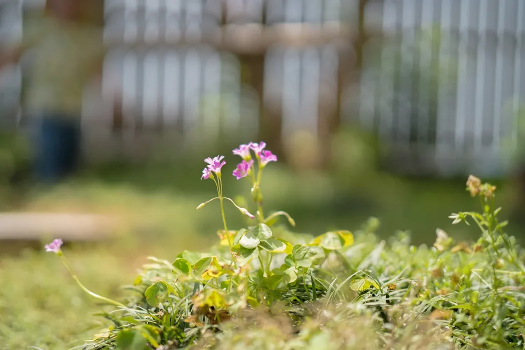 かもと乳児保育園の園庭